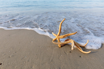 Fototapeta na wymiar Starfish on a beach with the early morning light and refreshing waves on the beach.