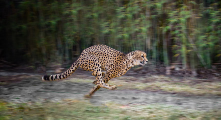 running cheetah - Powered by Adobe
