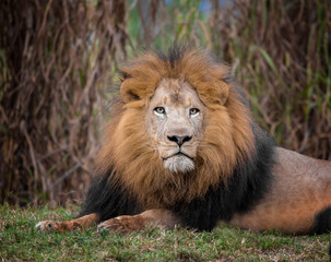 Obraz na płótnie Canvas adult male lion