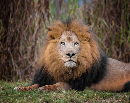 adult male lion