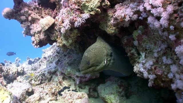 Giant Moray in Red sea of Egypt. Underwater relax video.