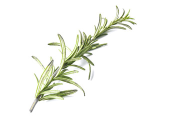 rosemary herb closeup on white background