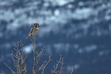 Northern Hawk Owl