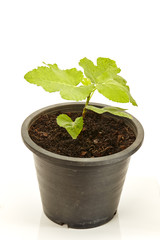 Fig Tree Panache with fruits in pot  on white