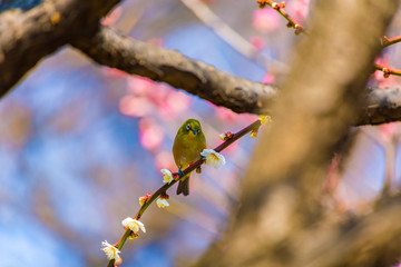 The Japanese White eye.The background is white plum blossoms and red plum blossoms.Located in Tokyo Prefecture Japan.