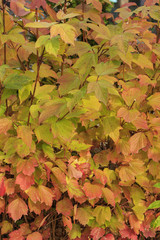 provence style house with nature.