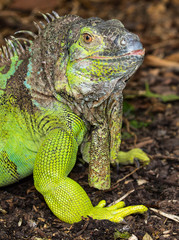 Green Iguana Reptile