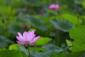 The lotus is in full bloom in the pond