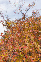 provence style house with nature.