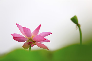 The lotus is in full bloom in the pond