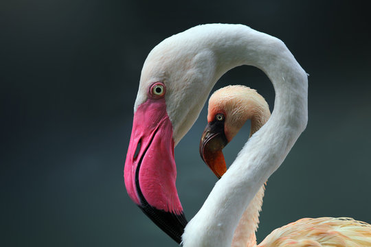 Close-Up Profile portrait of Two flamingos standing side by side