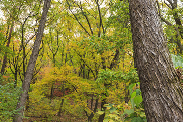 forest, korean traditional national temple at the fall.