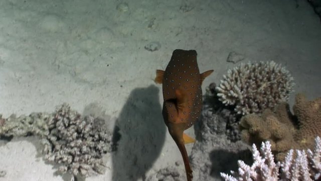 Yellow boxfish Ostraciidae fish with spots of Red sea. Bright marine underwater nature on background of beautiful lagoon.