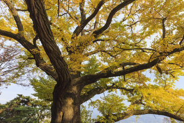 Naklejka premium big old ginkgo tree at the korean traditional national temple at the fall.