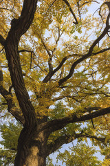 Obraz premium big old ginkgo tree at the korean traditional national temple at the fall.