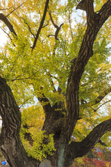 Fototapeta premium big old ginkgo tree at the korean traditional national temple at the fall.