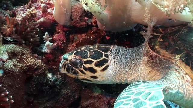 Giant Hawksbill sea turtle Eretmochelys imbricata in pure transparent water. Relax underwater video about marine reptile Cheloniidae.