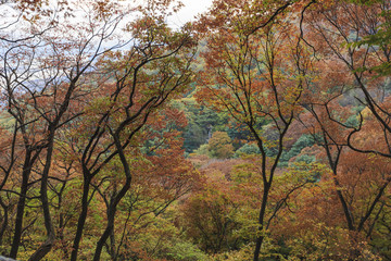 forest to korean traditional national temple at the fall.
