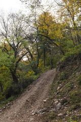 Fototapeta premium forest road to korean traditional national temple at the fall.
