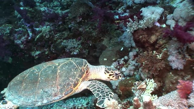 Giant Hawksbill sea turtle Eretmochelys imbricata in pure transparent water. Relax underwater video about marine reptile Cheloniidae.