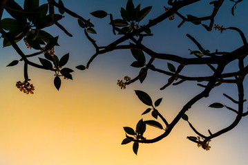Frangipani flowers blooming on tree with clear sky