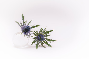 blue thistles, flowers in a small glass vase isolated on a white background
