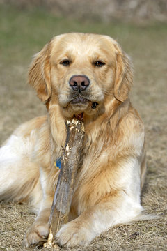 Playful Golden Retriever male, laying down, holding stick while watching.