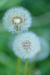  fluffy dandelion (Taráxacum officinále) on a green blurred background. Dandelions in a cold...