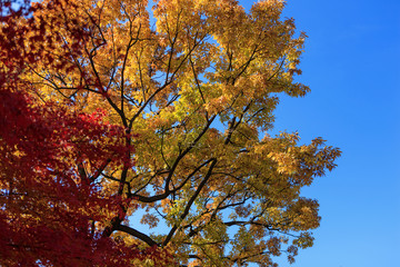 red maple tree in korean royal palace, Gyeongbokgung, landscape