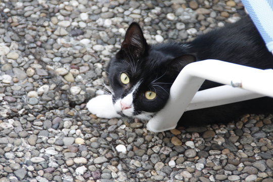 katerchen