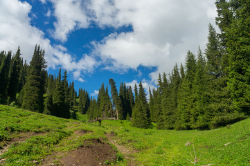 Beautiful fir trees in the mountains, a lonely horse and a blue sky with clouds