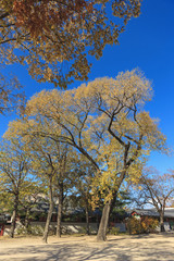 Fototapeta premium red maple tree in korean royal palace, Gyeongbokgung, landscape