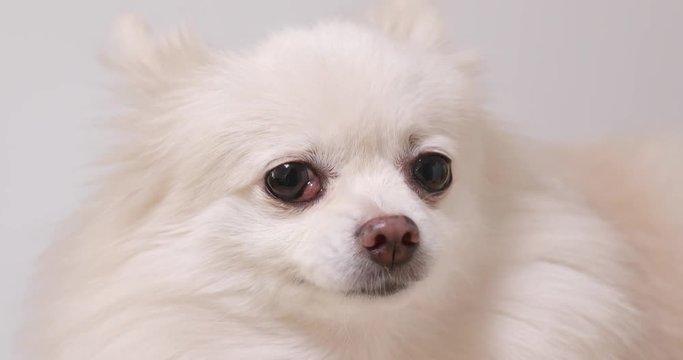 Angry White Pomeranian