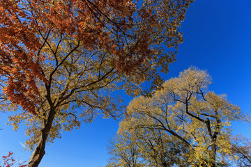 red maple tree in korean royal palace, Gyeongbokgung, landscape