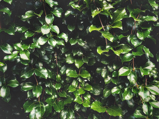 Green leaves on the dark light background, vintage Natural concept. Decorative landscaping walls around the garden green plants.