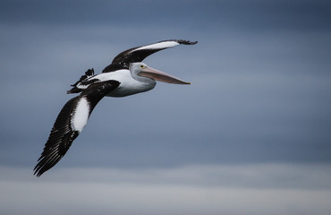 Pelican in Flight