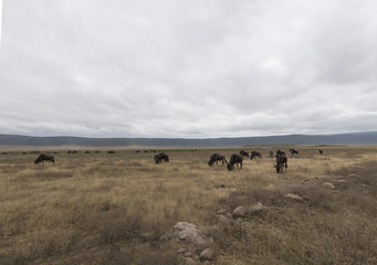 Ngorongoro Crater National Conservation Area
