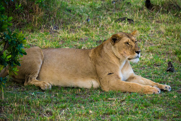 Fototapeta na wymiar Lioness in the Masai Mara National Park