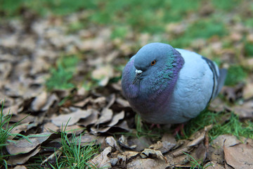 Obraz premium pigeon