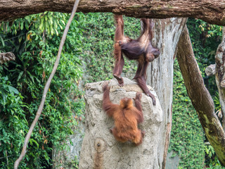 A pair of Bornean orangutan Pongo pygmaeus hang out © 5415161