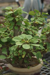 Thick leaf succulents show a different kind of beauty