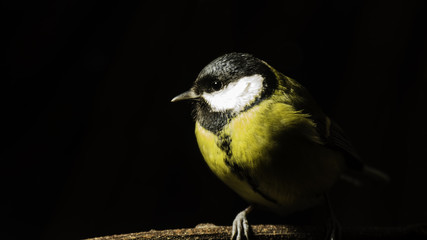 Mésange du Massif de la Chartreuse - Grésivaudan - Isère.