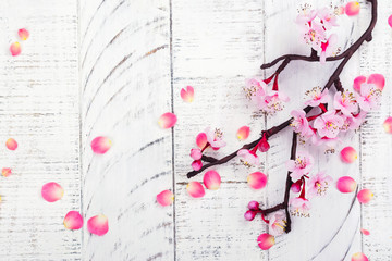 Cherry blossom. Pink flowers of sakura. Spring or moms day concept