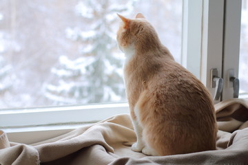 Naklejka premium Czerwony kot siedzi na dywanie w oknie w zimie. Czerwony kot wygląda zimą przez okno.