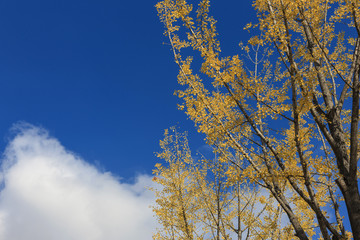 ginkgo, korean royal palace, Gyeongbokgung, landscape