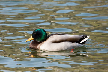 Obraz premium Stockente – Anas platyrhynchos 