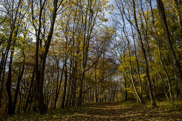 Fototapeta premium Waldweg im Herbst