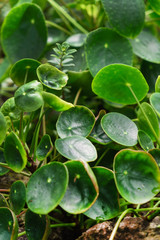 pilea peperomioides plant