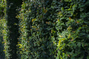 Fence with tree