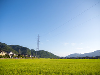 田んぼと鉄塔